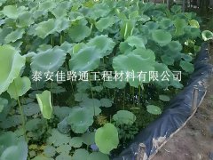 魚(yú)蝦養(yǎng)殖防滲膜為何選糙面？這些優(yōu)勢(shì)很關(guān)鍵
